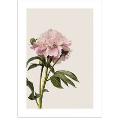 Pink Posters Postery Vintage Peony Poster