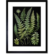 ARTERY8 Fern fronds detailed leaves botanical illustration Bild