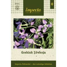 Blomsterfröer på rea Impecta Lövkoja, Grekisk