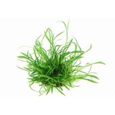 Akvarieväxt Plants Brasilkryptunga Lilaeopsis Vitro