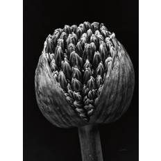 Sommerallee Allium II Bild