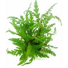 Aquarienpflanze im BundHygrophila pinnatifida InVitro