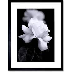 Square Framed Art ARTERY8 White Rose Flower Bloom Petal Wall 30 x 41 cm Framed Art