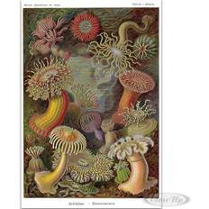 Close Up Seeanemonen E. Haeckel Natur,Tafel Poster