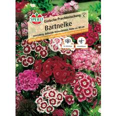 April Blumensamen Sperli Bartnelke Einfache Prachtmischung 0693109457