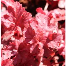 Perenner Sweed Beauty Heuchera hybr. Frosted Flame