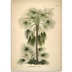 The Dybdahl Co Livistona Humilis Pink/Green Poster 30x40cm
