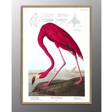 The Dybdahl Co The Dybdahl Co American Flamingo. Print #6500 Poster