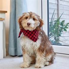 Zoon Beau Bandana S/M Red Check