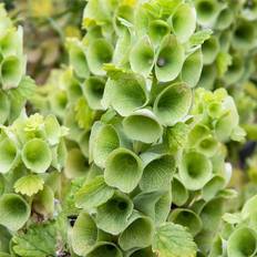 Vegetable Seeds Mountain Valley Seed Company Bells of Ireland 1 Packet ~140 Annual Flower Garden