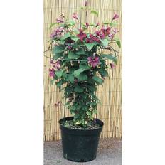 Paint Dakota Fields Trellis