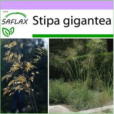 September Seeds Saflax SAFLAX Giant Feather Grass 10 seeds Stipa