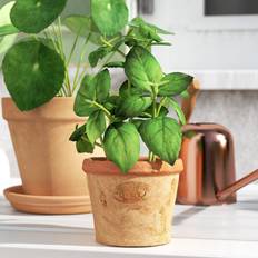 Dakota Fields Artificial Basil in Aged Terracotta Pot