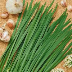 Vegetable Seeds Mountain Valley Seed Company Garlic Chives Herb Garden Perennial