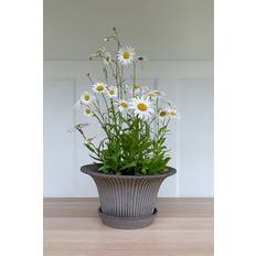 Bergs Potter Kruka Daisy ∅30cm