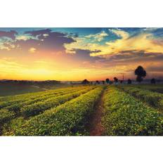 August Grove Tea Plantation On Sunset Framed Art