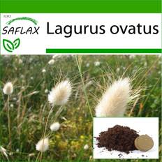 Agosto Semillas Saflax Bunny Tail Grass 100 Semillas - Lagurus Ovatus