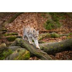 Ebern Designs Lynx Photograph Framed Art