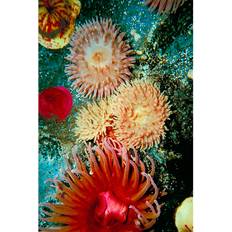 Graphic Sea Anemone III