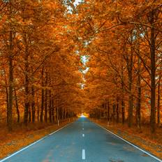 Union Rustic Autumnal Alley Photograph Framed Art