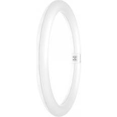 LEDVANCE G9 LED Lamps LEDVANCE T9 Circular Light Bulb 4-Pin 18.3W 32W Eqv Daylight