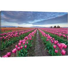 Latitude Run Skagit Bloom, Skagit Valley, Washington Jim Nilsen Framed Art