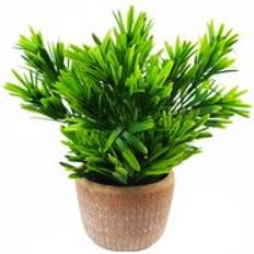 22cm Honey Plant Dark Green in Terracotta Pot One