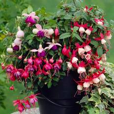 Semi Shady Potted Plants GardenersDream Fuchsia Collection 3 Plants