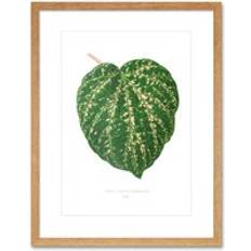 ARTERY8 Leaf Cissus Porphyrophyllus Print Framed Poster