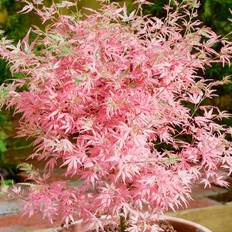 palmatum Taylor Japanese Garden