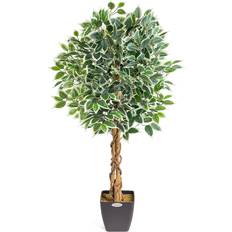 Variegated Ficus Tree 4ft Pre