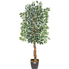 Variegated Ficus Tree Pre Potted