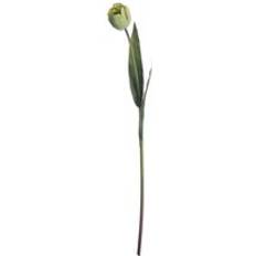 Green Tulip