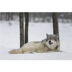 Grey Posters BrainBoosters Wolf Canis Lupus Showing Submission Behaviour Quebec Poster