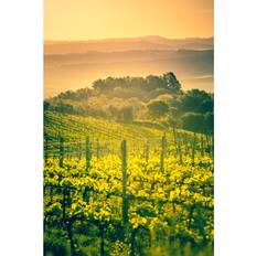 Brambly Cottage Vineyards In Tuscany Sunrise Zodebala Framed Art