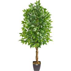 Green Ficus Tree 150cm Lush Pre Potted