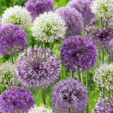 Allium Storblommig Mix 15st