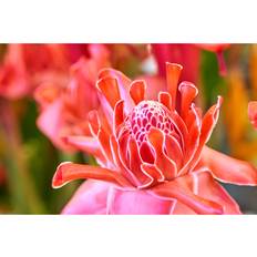 Etlingera elatior