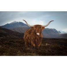 Highland Cow Ian Woolcock Print