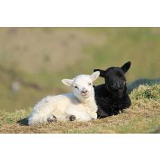 August Grove Two Cute Little Lambs Photograph Framed Art