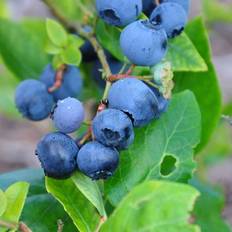Jesper Blueberry 25-35cm Hækplante
