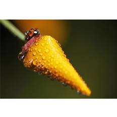 Natural Posters BrainBoosters Lady Bug On Flower with Dew Drops Poster