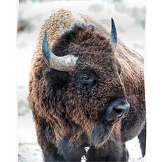 Yellow Posters WHIBOS In the Presence of Bison in Yellowstone and Arsenal Park, Colorado Poster 50.8x20cm