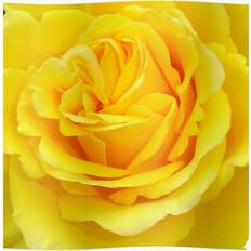 Yellow Posters WHIBOS Beautiful Yellow Closeup Photograph 16x20 Print Poster 50.8x20cm