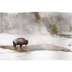 Yellow Posters WHIBOS Bison Keeping Yellowstone National Park 16x20 Print Poster 50.8x20cm