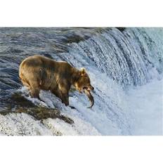 Brown Posters BrainBoosters Bear Ursus Arctos To Catch A Jumping Sockeye Salmon Poster