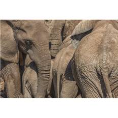 BrainBoosters Elephants Gather A Watering Hole Elephant Africa Poster
