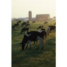Natural Posters BrainBoosters Dairy Cattle Grazing Print David Spier Poster