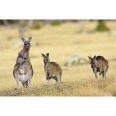 Grey Posters BrainBoosters Grey Kangaroo Standing Upright Print Zwick Poster