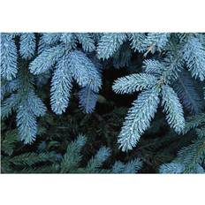 Natural Posters BrainBoosters Frozen Pine Needles Print Poster